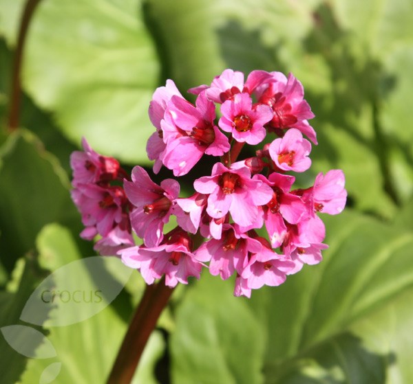 elephant's ears / heart-leaf bergenia elephant's ears / heart-leaf bergenia