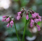 elephant's ears (syn. Winter Fairy)