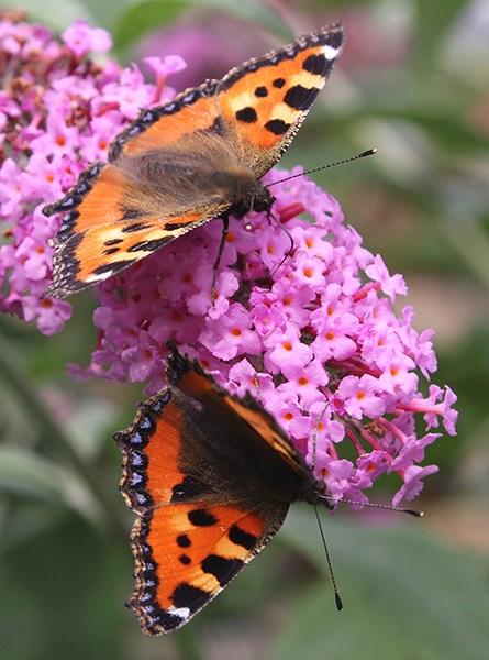 butterfly bush butterfly bush