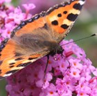 butterfly bush