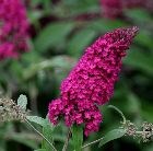 Butterfly Bush