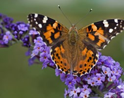 Buddleja 'Lochinch' (butterfly bush)