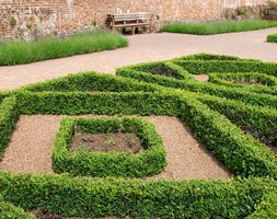 Buxus sempervirens (common box)