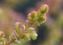 Scots Heather