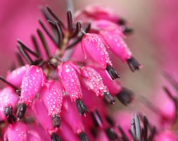 Erica carnea 'Myretoun Ruby' (winter heath)