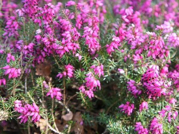 winter heath