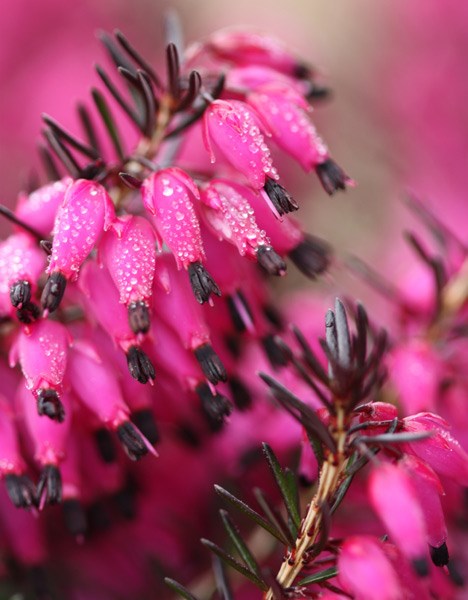 winter heath