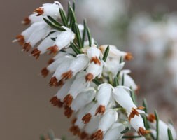 Erica carnea f. alba 'Whitehall' (winter heath)
