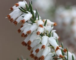 Erica carnea f. alba 'Whitehall' (winter heath)