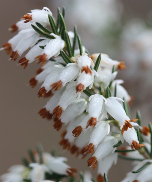 winter heath