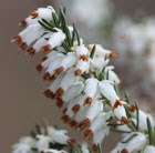 winter heath