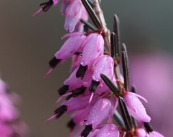 Erica x darleyensis 'Furzey' (darley dale heath)