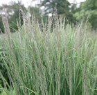 feather reed grass