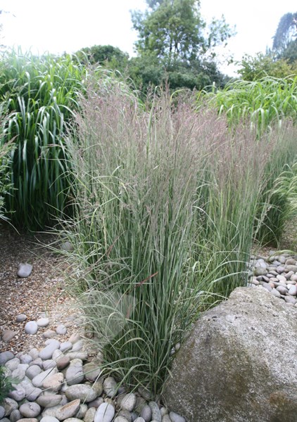 feather reed grass