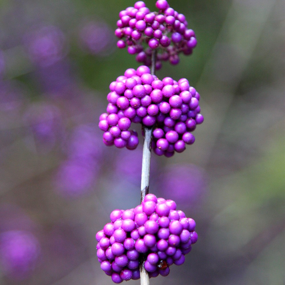 beauty berry beauty berry