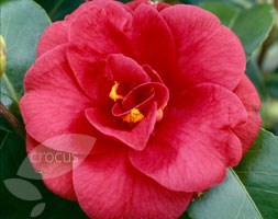 Camellia japonica 'Adolphe Audusson' (camellia)