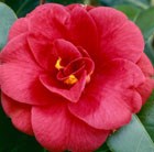 camellia