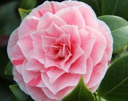 Camellia japonica  'Lady Vansittart' (camellia)