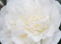 Camellia