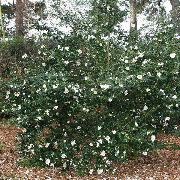 camellia