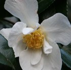 camellia