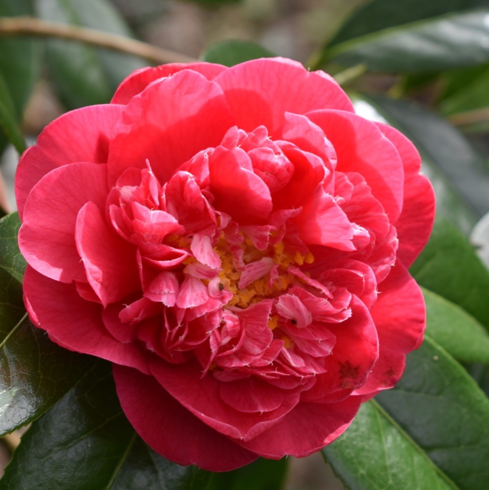 camellia camellia