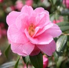 Camellia