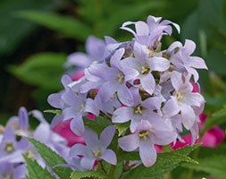 Campanula lactiflora (milky bellflower)