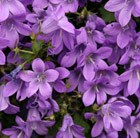 dalmatian bellflower