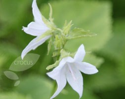 Campanula poscharskyana 'E. H. Frost' (bellflower)