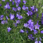 European Hare-Bellflower