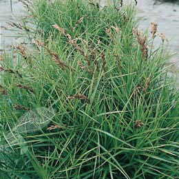 Carex muskingumensis (palm branch sedge)