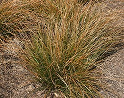 Carex testacea (sedge)