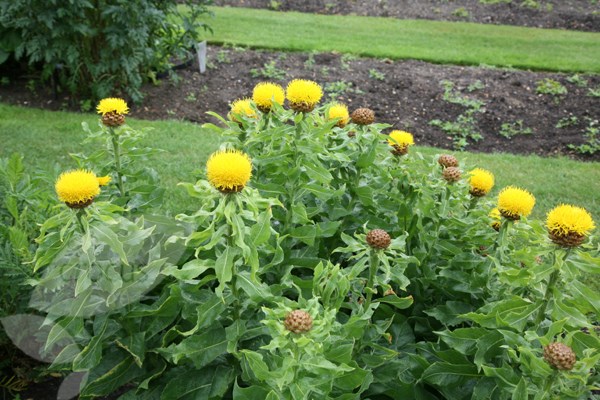 knapweed knapweed