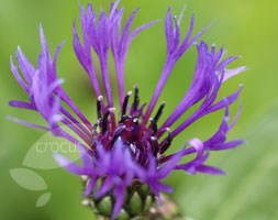 Centaurea montana (mountain knapweed)