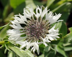 Centaurea montana 'Alba' (mountain knapweed)