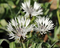 mountain knapweed
