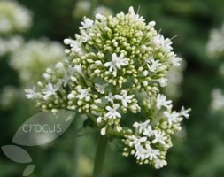 Centranthus ruber 'Albus' (valerian)