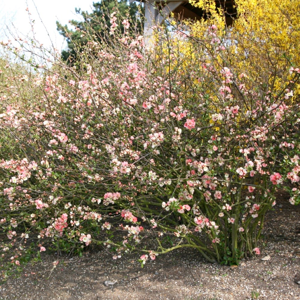 flowering quince flowering quince