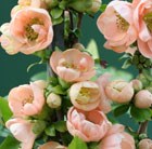 flowering quince