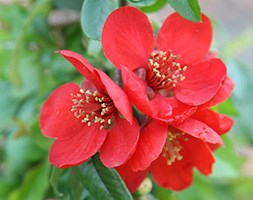 Chaenomeles x  superba 'Crimson and Gold' (flowering quince)