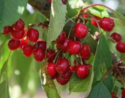 cherry 'Stella' (cherry)