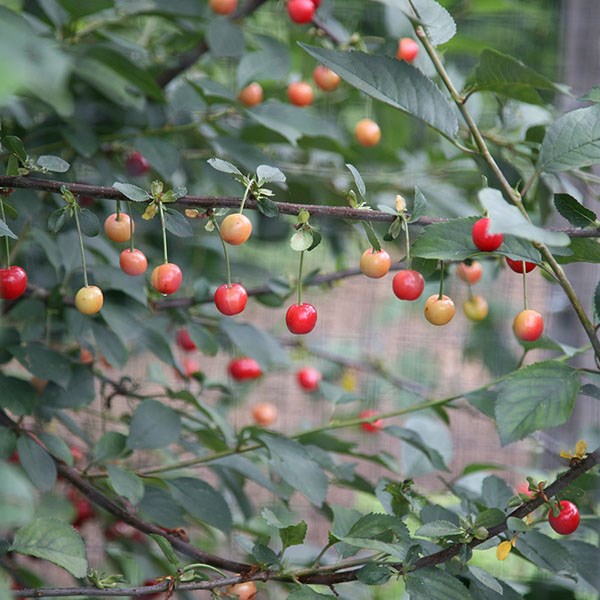 cherry