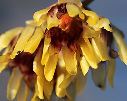 Chimonanthus praecox (wintersweet)