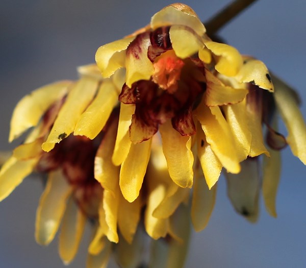 wintersweet wintersweet