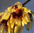 Wintersweet