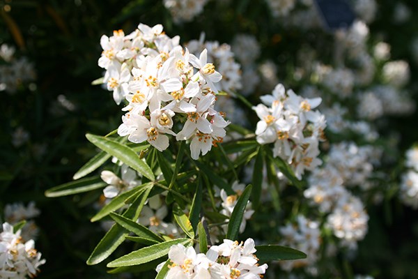 Mexican orange blossom Mexican orange blossom