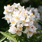 Mexican orange blossom