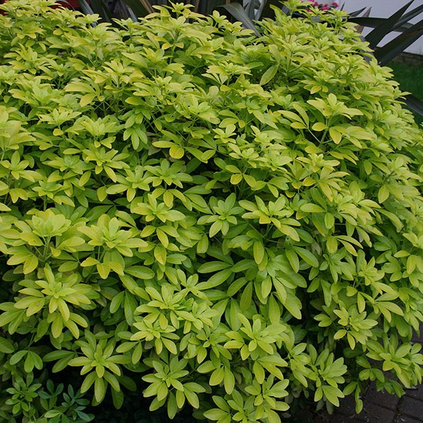 Mexican orange blossom