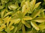 Mexican Orange Blossom